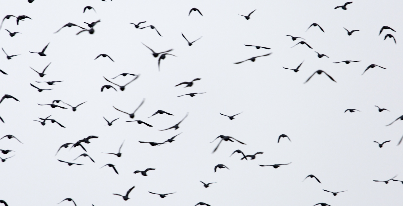 Photograph of a flock of birds
